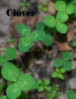 Edible wild plants