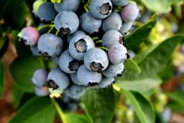 Blueberry Nutrition