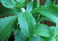 stevia-plant