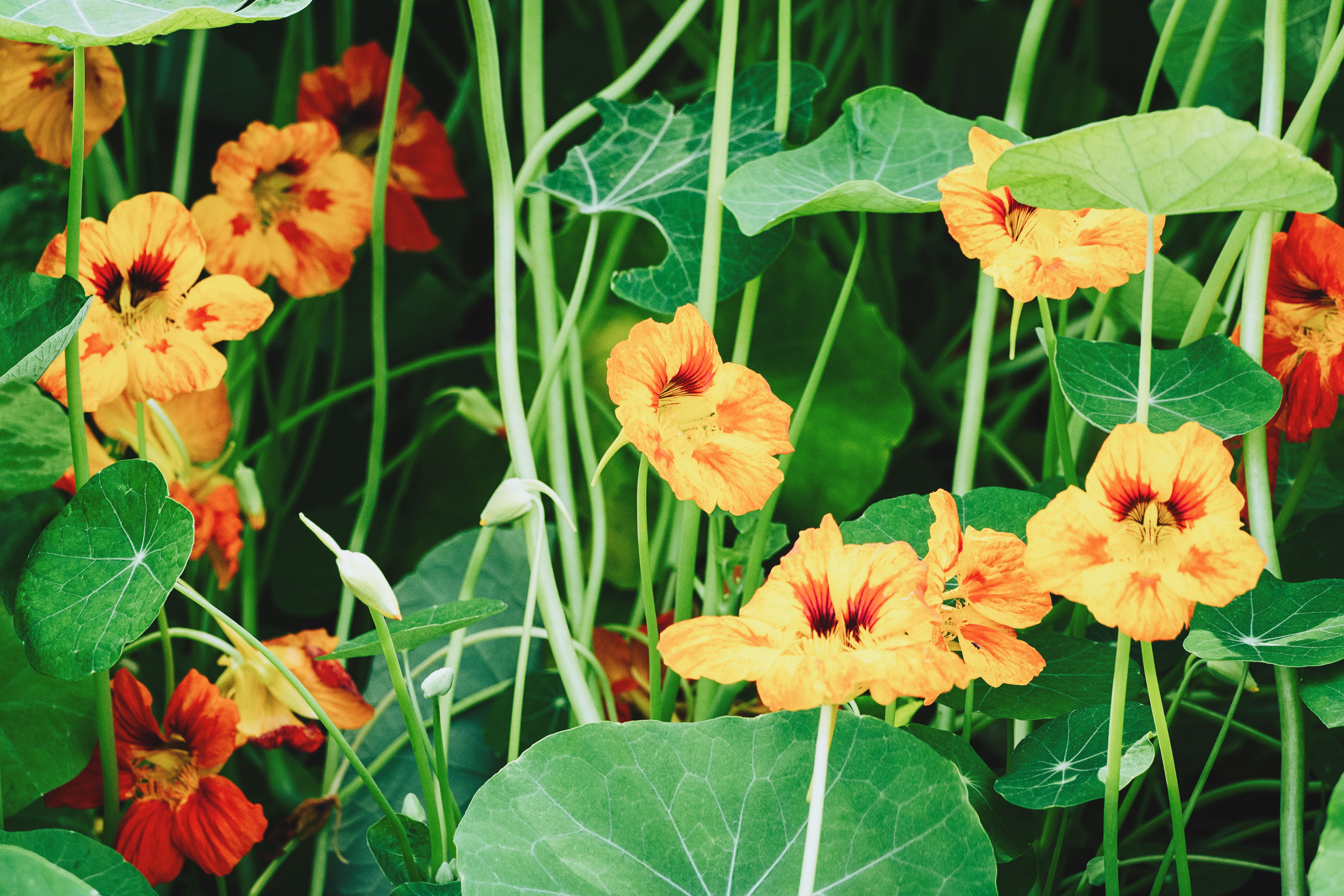 nasturtium