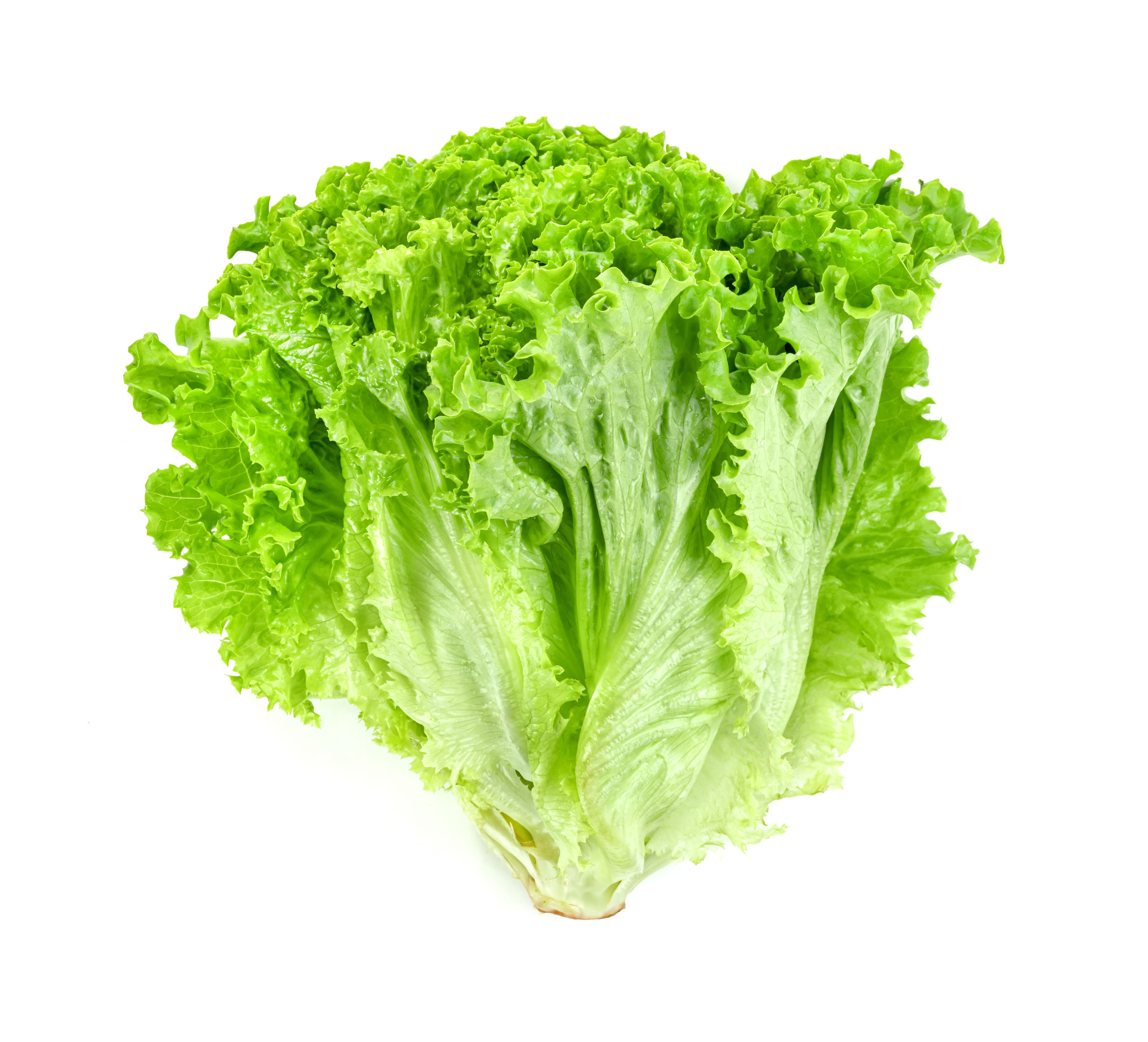 Lettuce