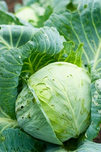 head of cabbage